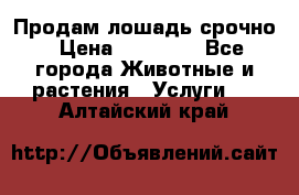 Продам лошадь срочно › Цена ­ 30 000 - Все города Животные и растения » Услуги   . Алтайский край